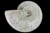 Silver Iridescent Ammonite (Cleoniceras) Fossil - Madagascar #157184-1